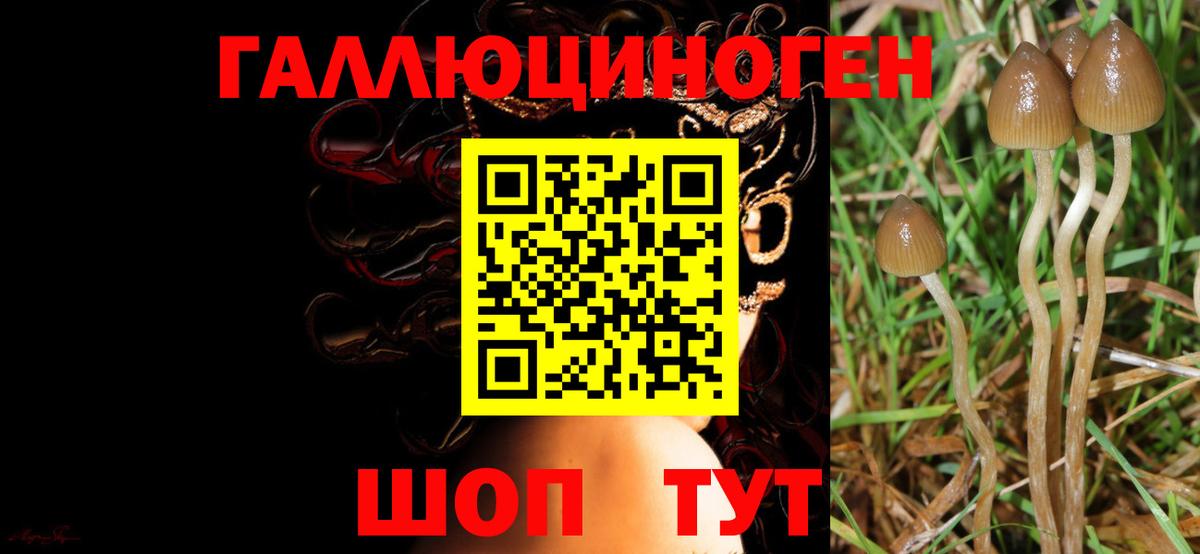 Псилоцибиновые грибы мицелий Искитим